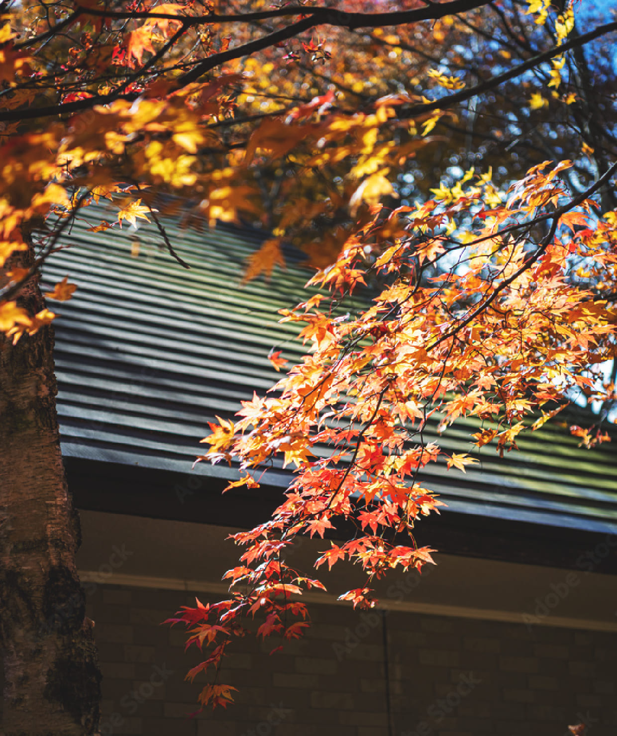 Homes in Harmony with Nature