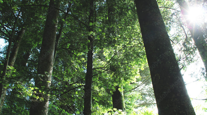 サステナビリティ