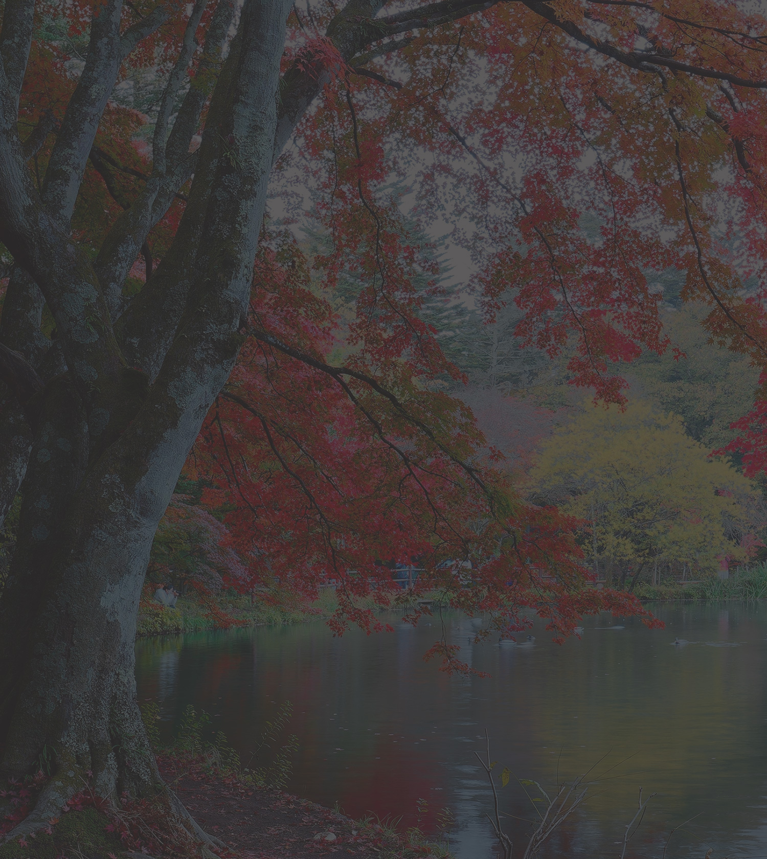 Contact us お問い合わせ